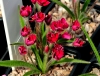 Rhodohypoxis Flashi...